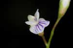 Lentil vetch